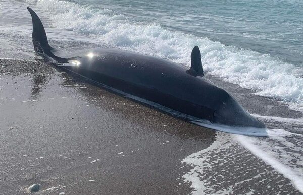 Why 23 Dead Whales Have Washed Up on the East Coast Since December - The  New York Times