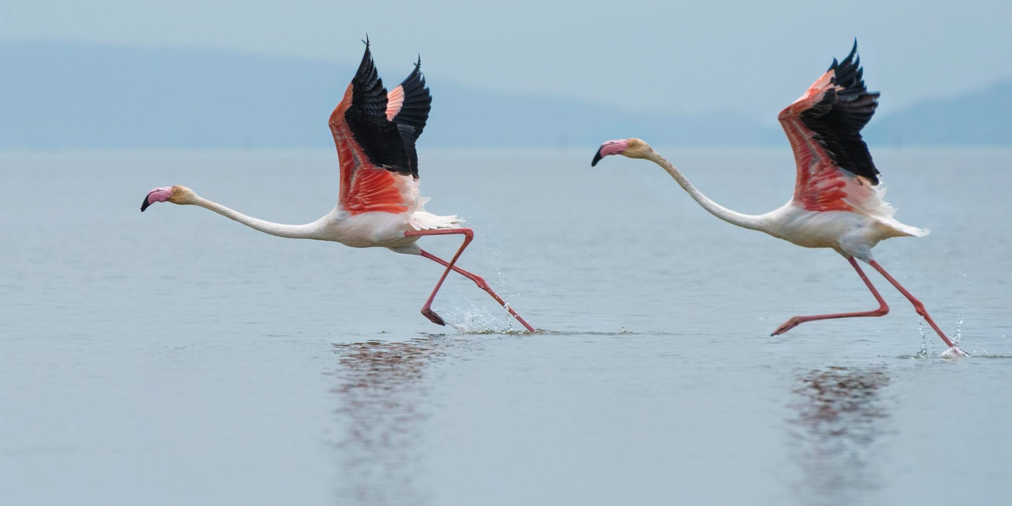 Lead ammunition banned from EU wetlands – Financial Mirror