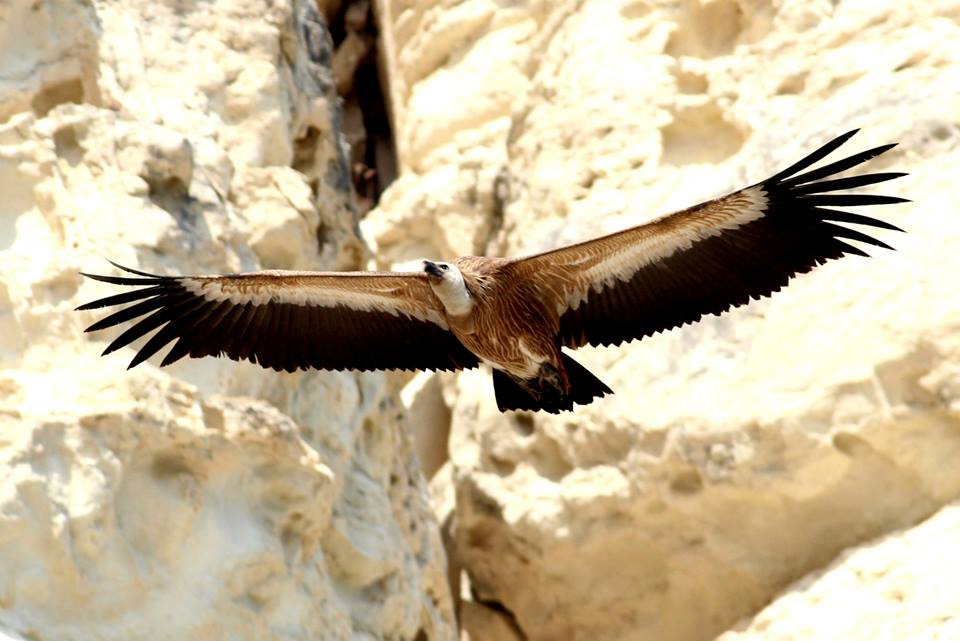 Spanish vultures released in Cyprus to replenish population